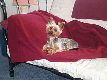 This is our beautiful Yorkie, Jackson, our pride and joy. Isn't he just the cutest?