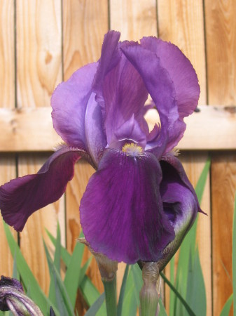 iris