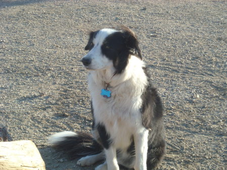 Gypsy - our border collie