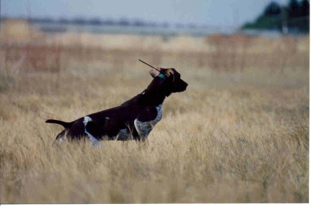 Playing with the dogs. Las Cruces, NM