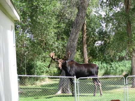 One of our backyard visitors