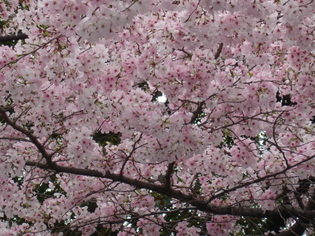 Sakura Closeup