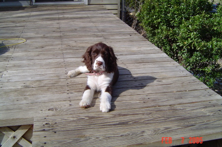 Our Springer Spaniel, Raven