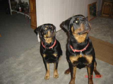 Mamma KYA & Pappa CZAR,...My fur kids