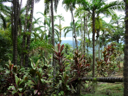 Parrots in the Palms