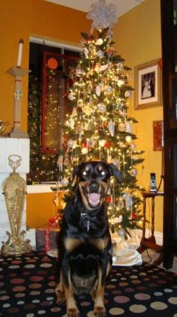 Sage with the 2008 Christmas tree