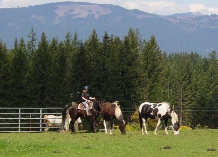 Three of our four horses