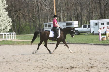 My daughter showing her horse Fred.