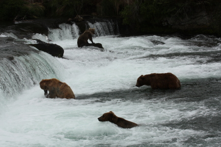 Brooks Falls, Katmai Nat. Park, Alaska