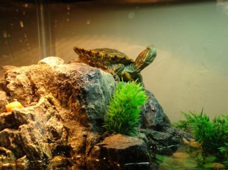 My Turtle