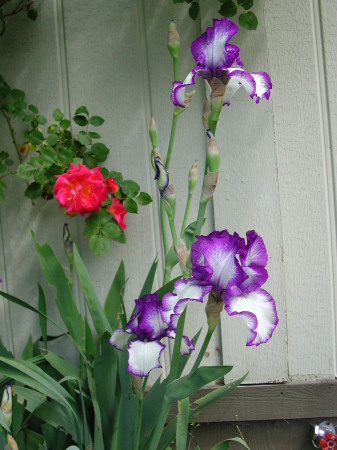 Roses and gigantic grape coolaid iris