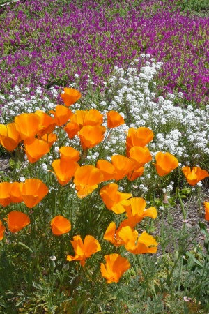 Beautiful Poppy Flowers seen on my daily walk