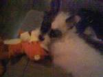 cali and her tigger