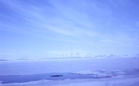 Antarctica Killer Whale