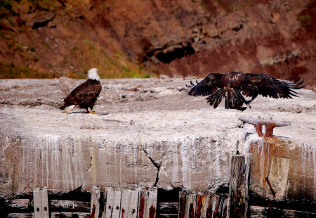 EAGLES feeding