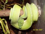 green tree python