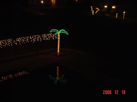 Palm trees at Xmas in Austin, Texas!