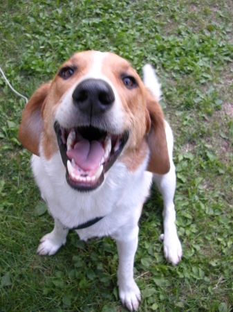 Happy hound:)