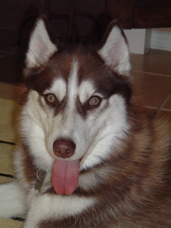 My Siberian Husky Kamiakin