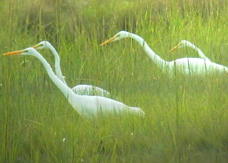 Egrets at Zeek's Creek