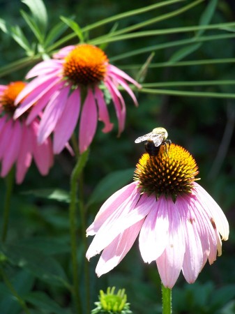 My Garden Flowers