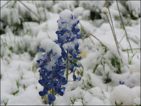 Easter Snow