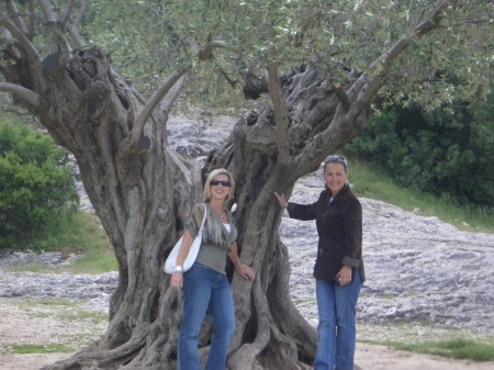 Giant Olive Tree