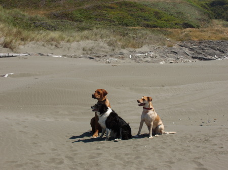 our dogs at the beach in Oregon