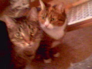 My cats, Rocky and Cleo