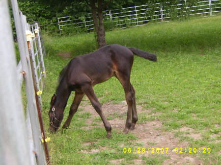 Our new foal