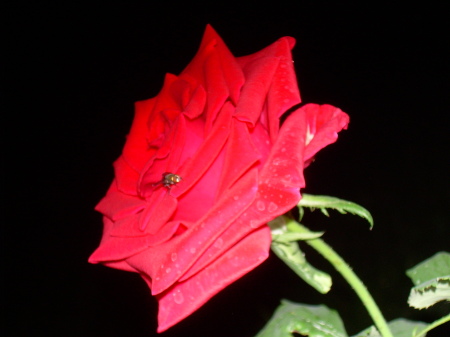 Rose with Beetle