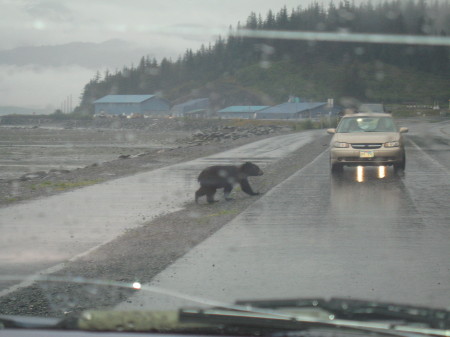 Black bear in Valdez Alaska