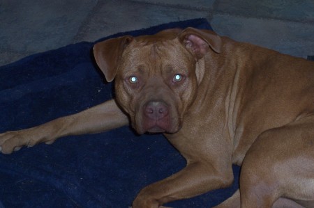 My Dog Hooch