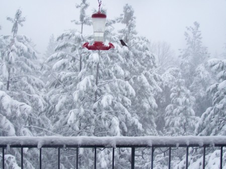 Hummingbird in the Snow