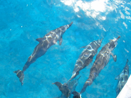 Dolphin Buds