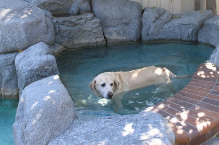 My other baby enjoying an afternoon dip