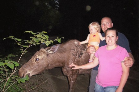 baby moose in royalston massachusetts