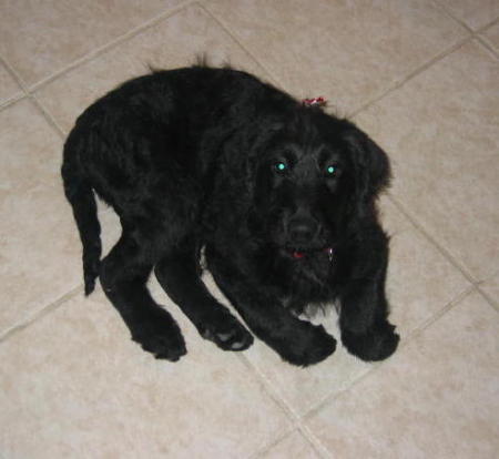 Yankee as a puppy