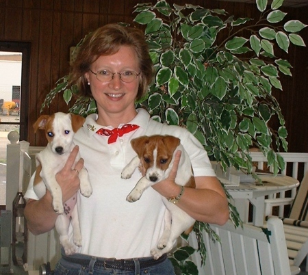 with Jack Russell pups ---