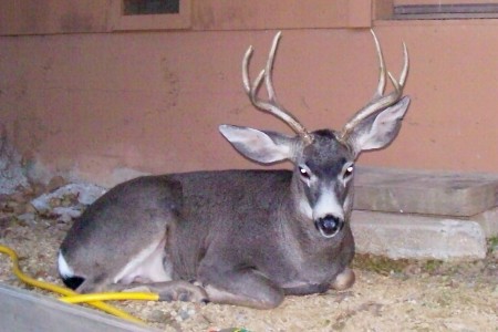 Buck, our neighbor to the north!