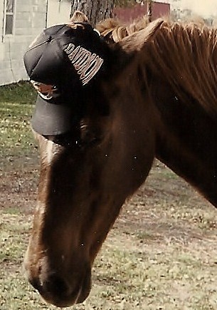 Ginger in her Harley Davidson Hat