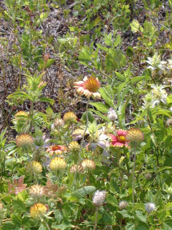 Dune flowers Myrtle Beach State park