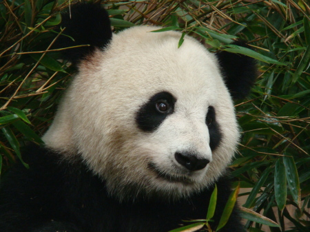 GIANT PANDA SANCTUARY CHENGDU, CHINA