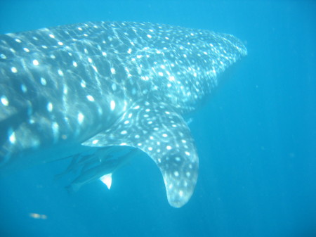 Snorkeling with Whale Sharks in Australia