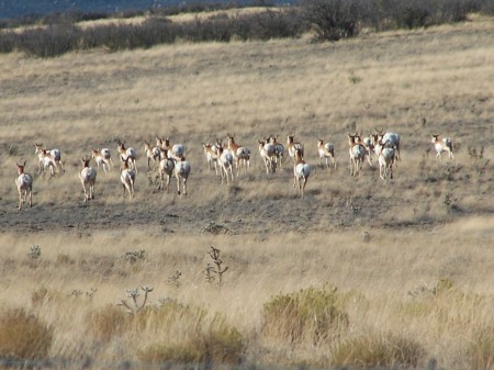 Neighborhood Antelope