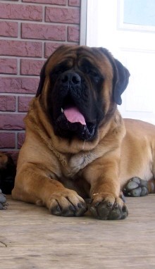 This is her father Kodiak i bred him as well. He is 220 pounds