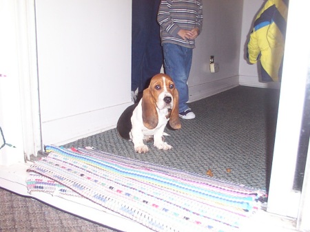 Bassett Hound