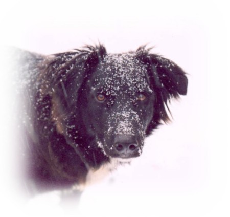 Jed, he just loves the snow.