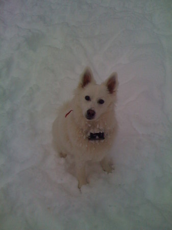 Daisy the "Snow Dog"