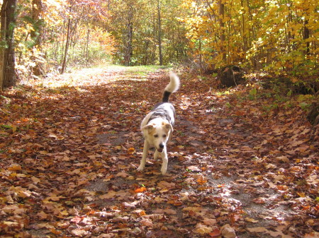 Bernie Running in the Leaves